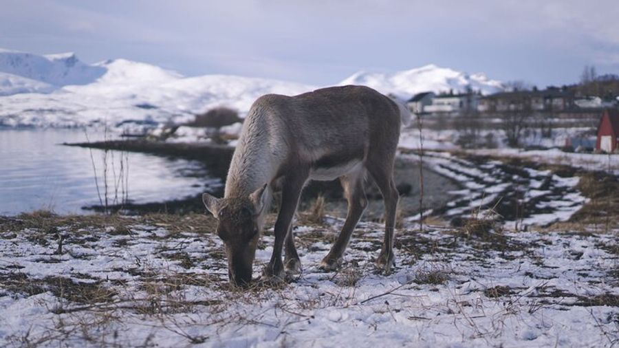 Tromso Small-Group Citizen Science Wildlife Tour With Lunch