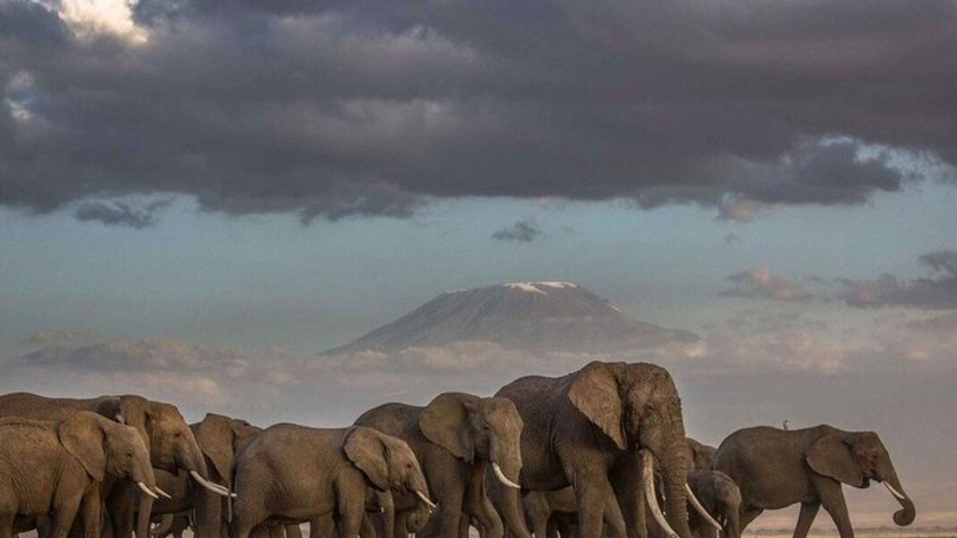 Safari de 2 jours au parc national d'Amboseli - Au départ de Mombasa