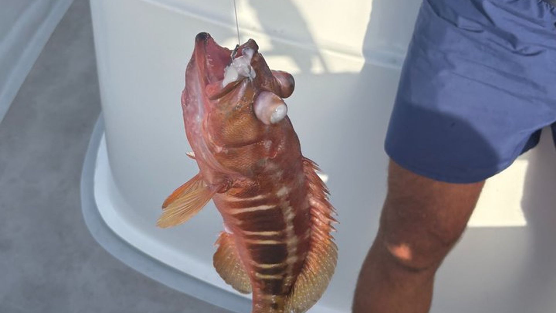 Tour privado de pesca de 4 horas Porto Santo