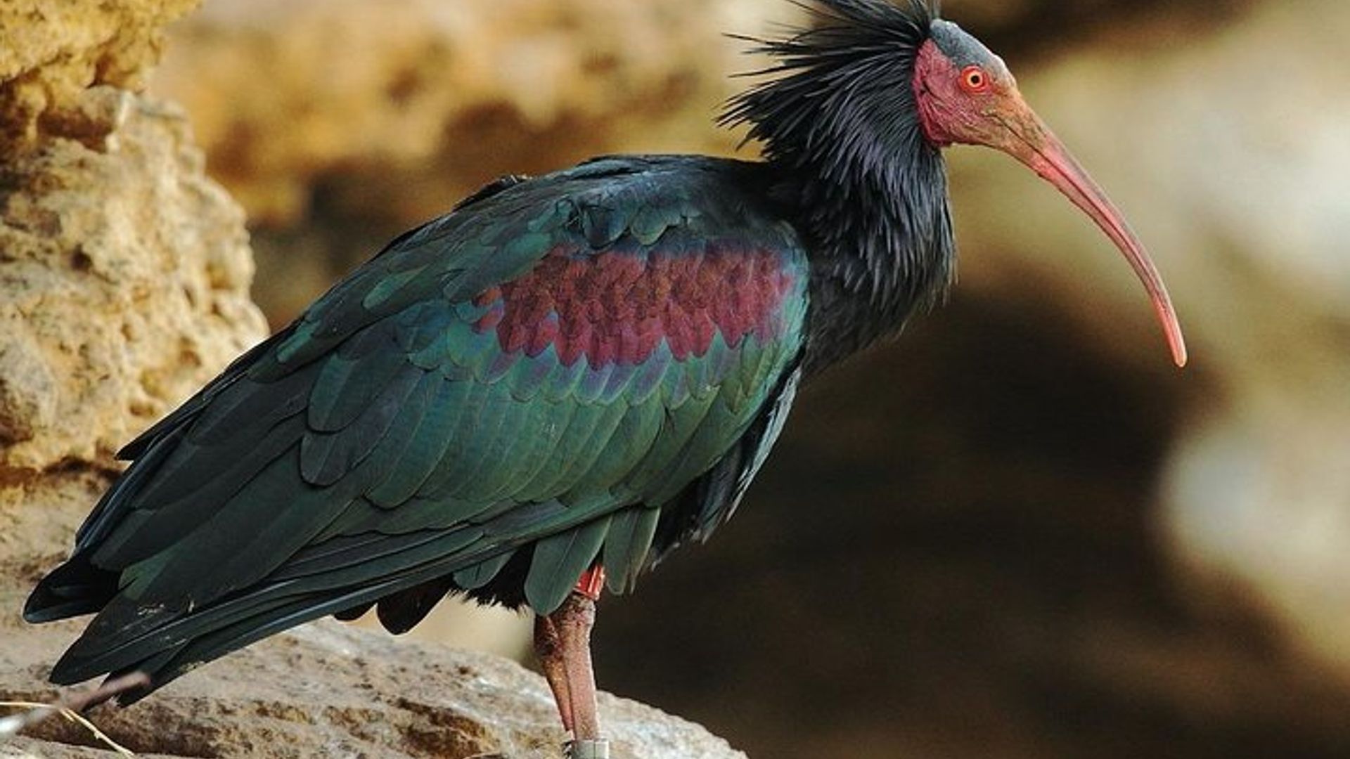 Souss Massa National Park Von Agadir