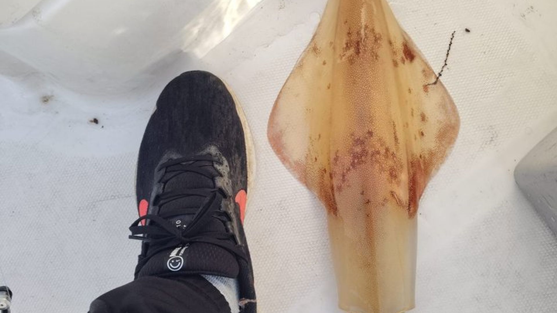 GARANTÍA DE EXPERIENCIA DE PESCA CAPTURA Opción Wake y tubing