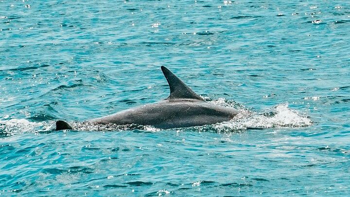 Split: Blue Lagoon & 3 Island Cruise with Wine & Snorkeling