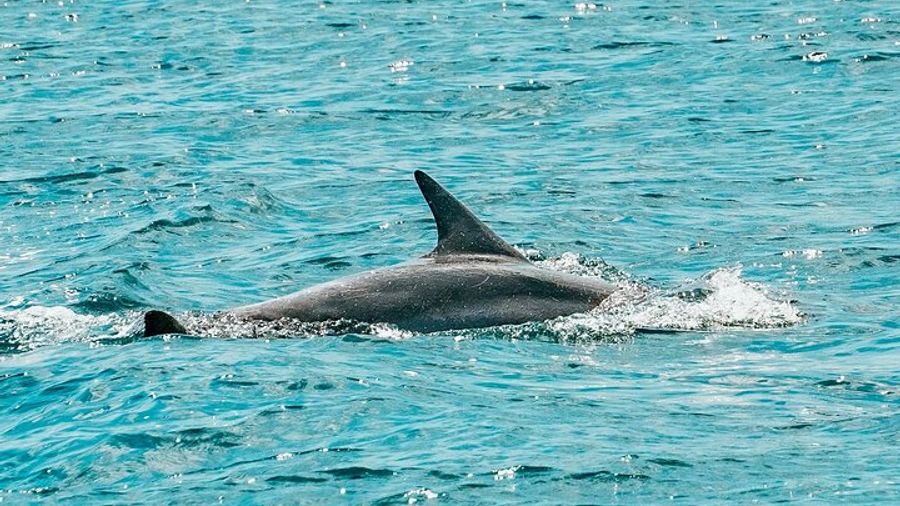 Split: Blue Lagoon & 3 Island Cruise with Wine & Snorkeling