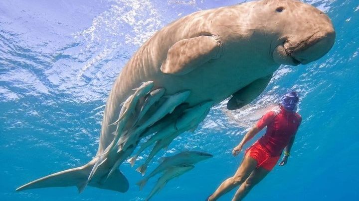 Marsa Alam Snorkeling Trip With Dugong And Turtles Marsa Mubarak