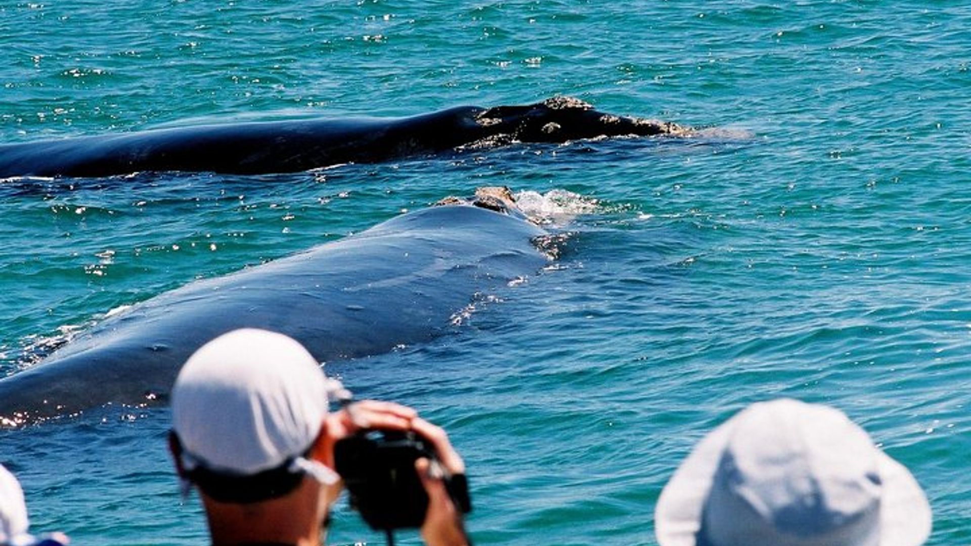 Excursión en bote para avistamiento de ballenas de Ciudad del Cabo a Hermanus con traslados