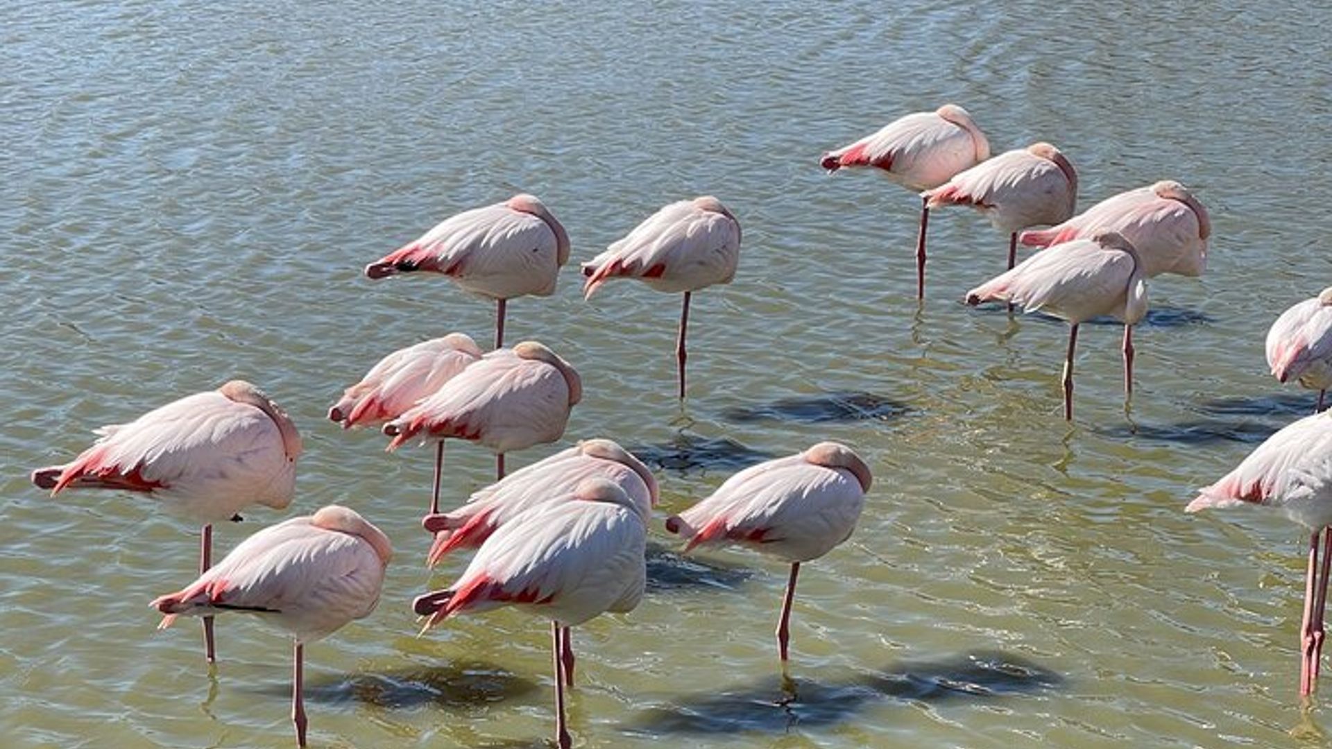 Journée en Camargue Aigues-Mortes et St Marie de la mer