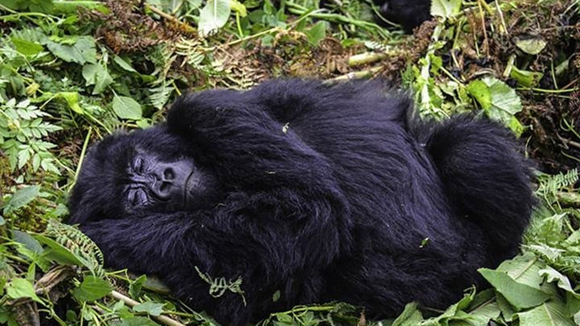 3 days Gorilla Trekking in Bwindi Inpenetrable national Park