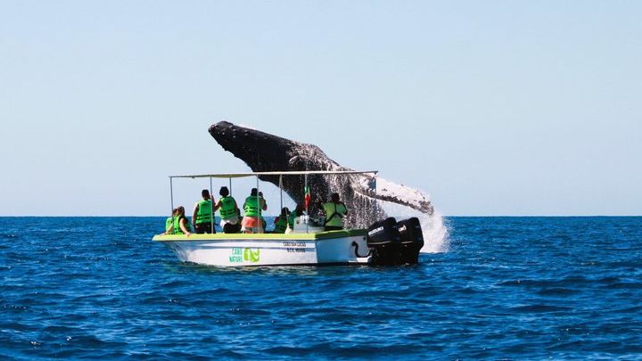 Whale Watching Small-Group Boat Tour in Cabo San Lucas