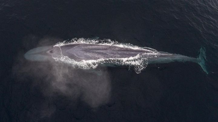 Monterey Half-Day Whale Watching Tour