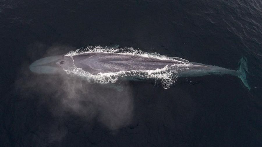 Monterey Half-Day Whale Watching Tour
