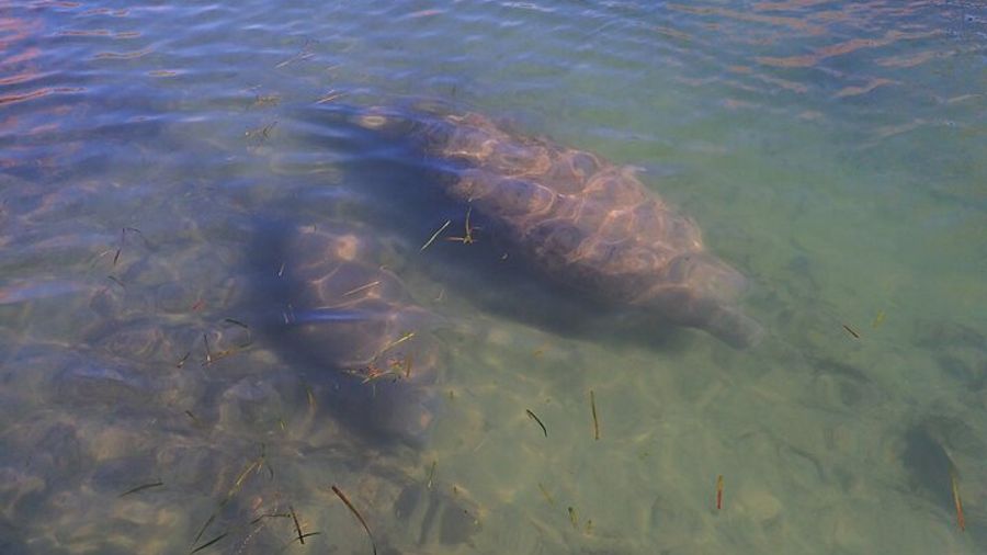 All-inclusive 6-person Manatee Swim Tour with Free Photos