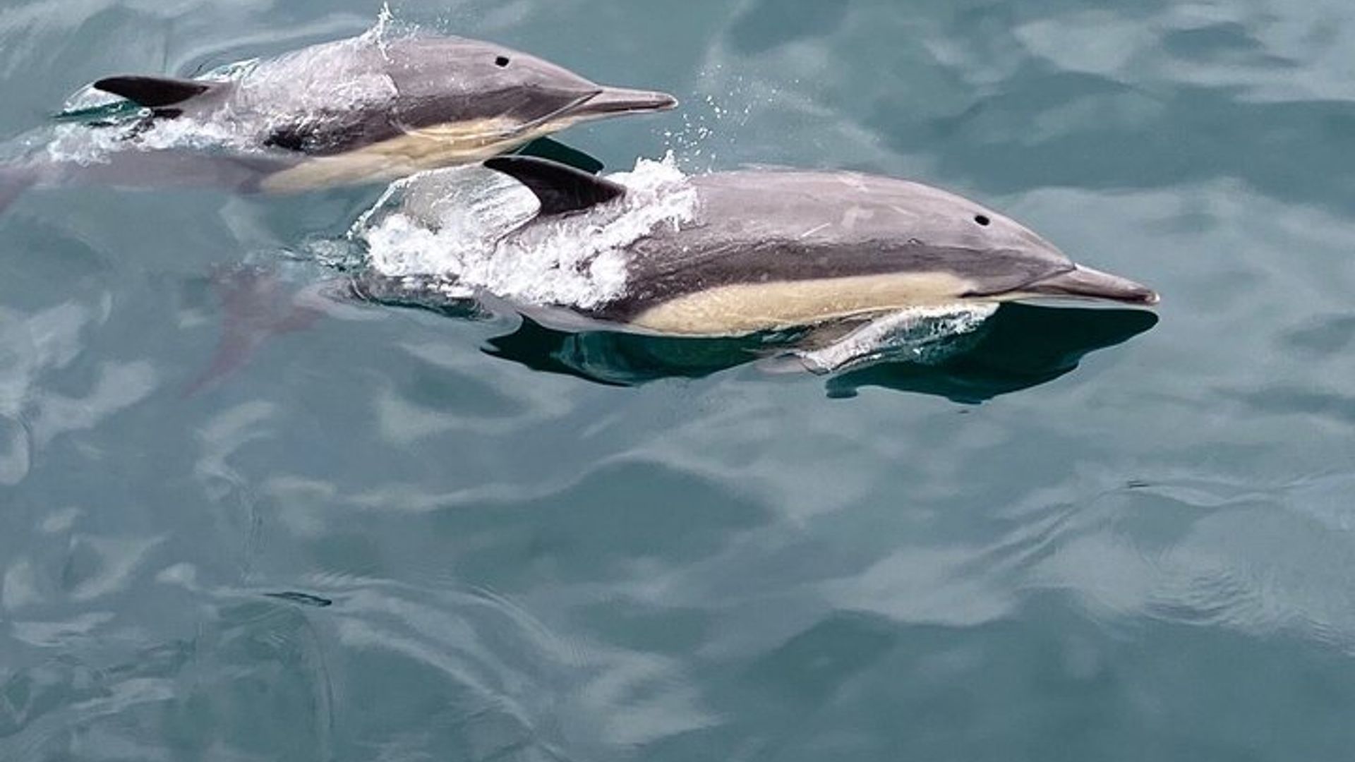 Tour privado de observación de ballenas Hermanus con recogida en el hotel