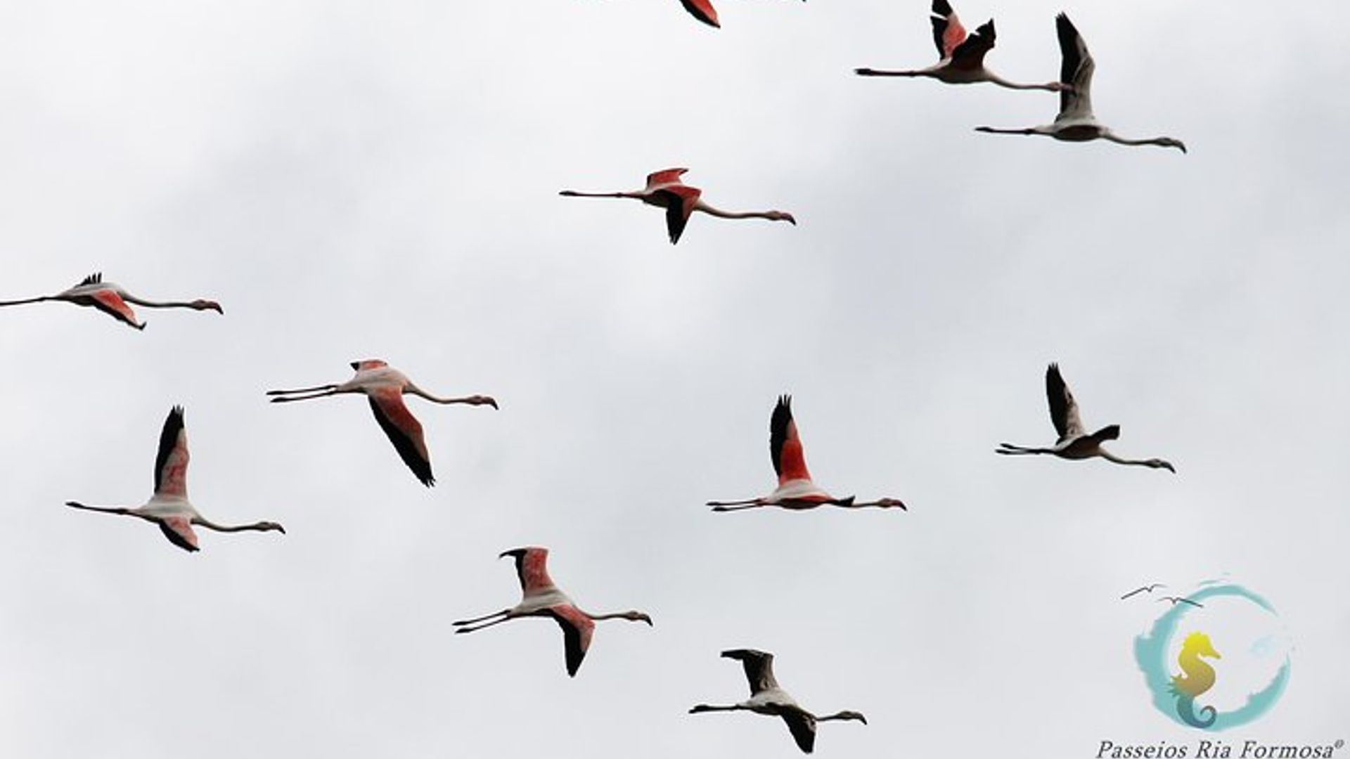 Flamingo Route