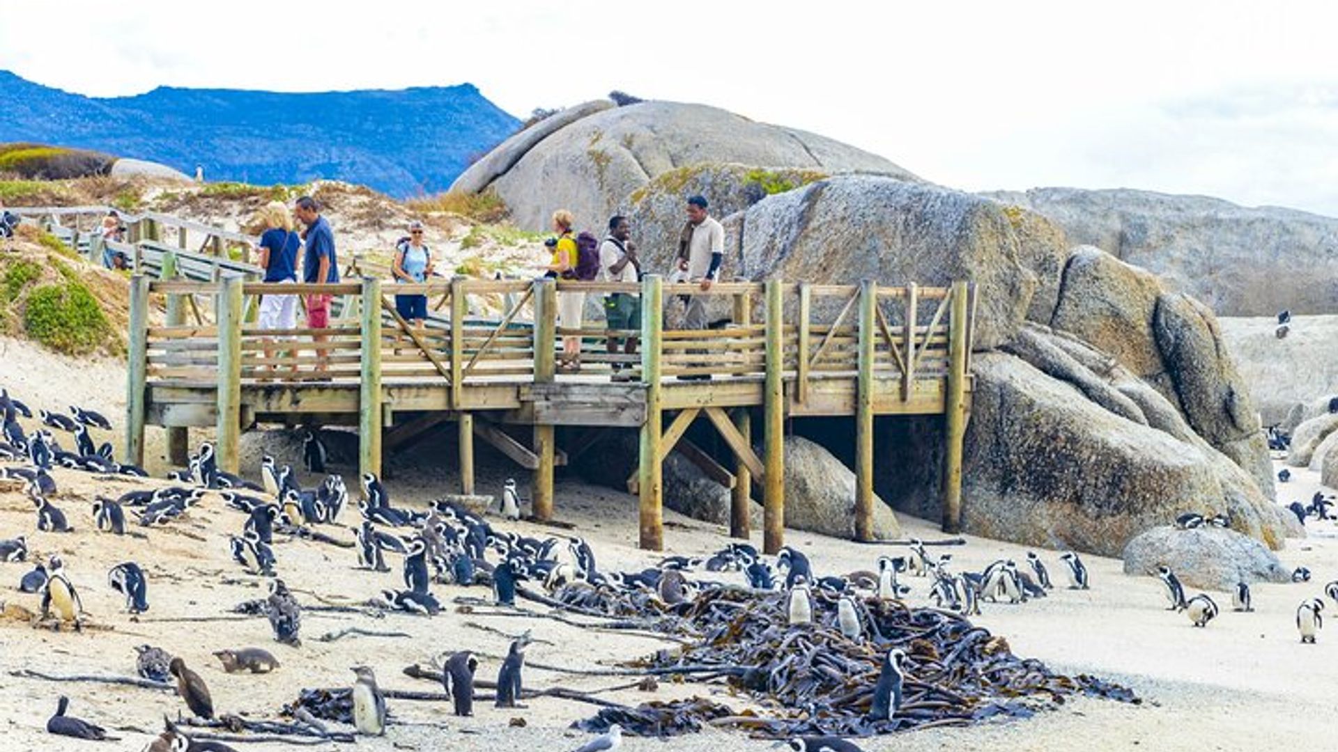 5 - DíasTour de Ciudad del Cabo-Mesa Montaña-RobbenIsla-Safari-Península