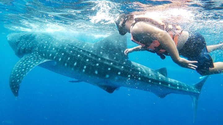 Small-Group Whale Shark Snorkeling Tour with Hotel Pickup