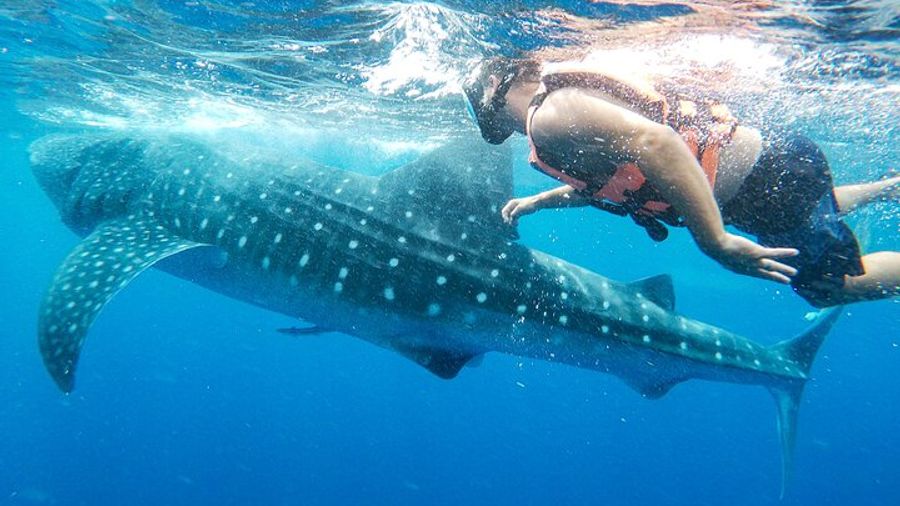 Small-Group Whale Shark Snorkeling Tour with Hotel Pickup