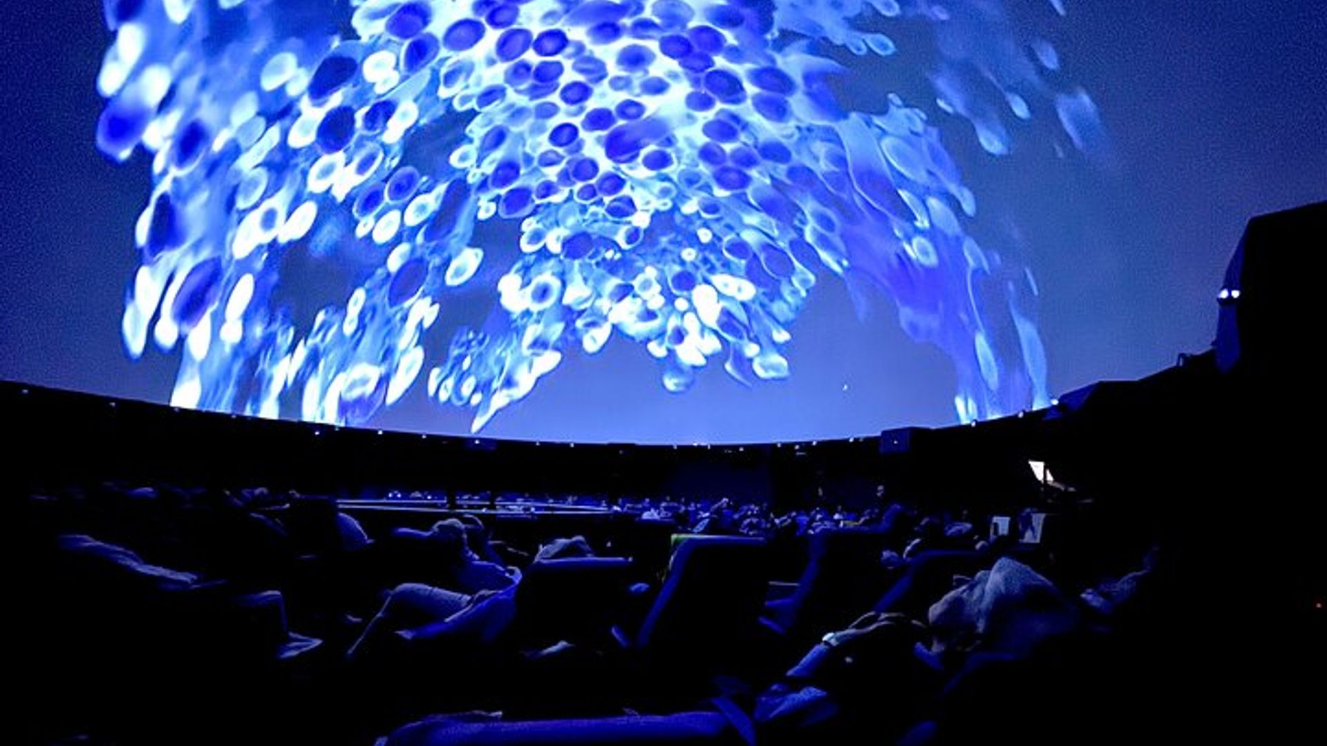 Sounds of the Ocean The Immersive Experience in Brussels