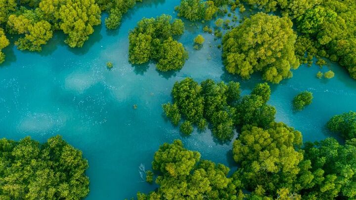 Half-Day Boat Tour of Mangrove Forest, Damas Island
