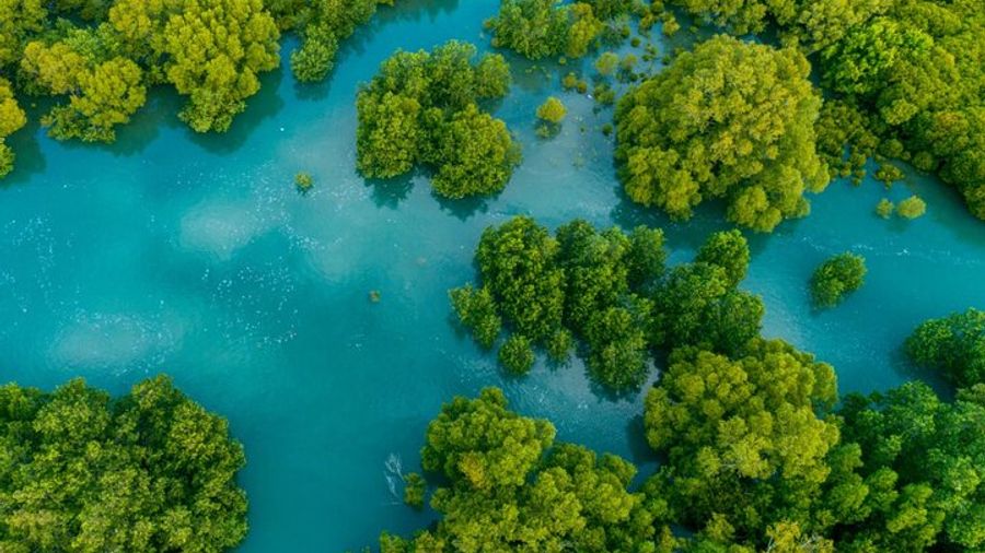 Half-Day Boat Tour of Mangrove Forest, Damas Island