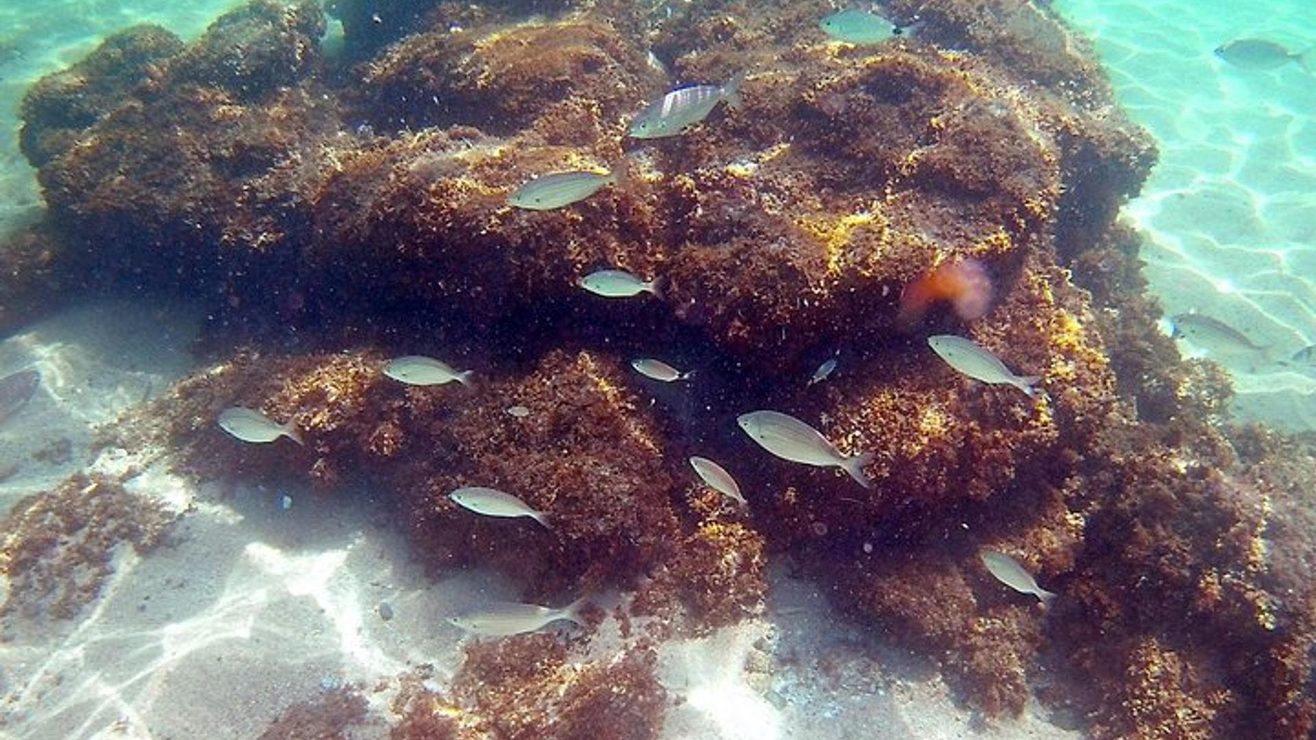 Kayak et plongée en apnée au départ de Playa de Aro