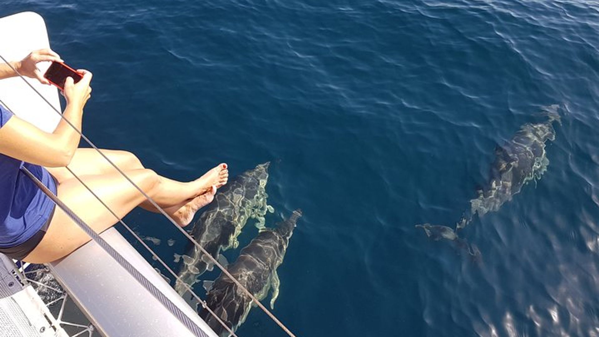 Sighting Dolphin Trip Estepona, Marbella