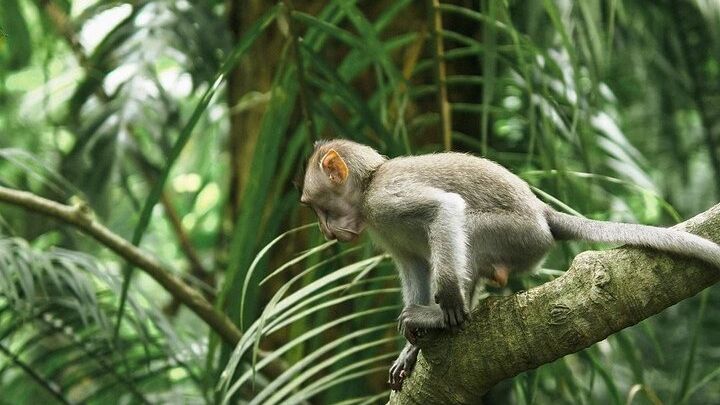 Bali Private Full-Day Customizable Highlights Tour