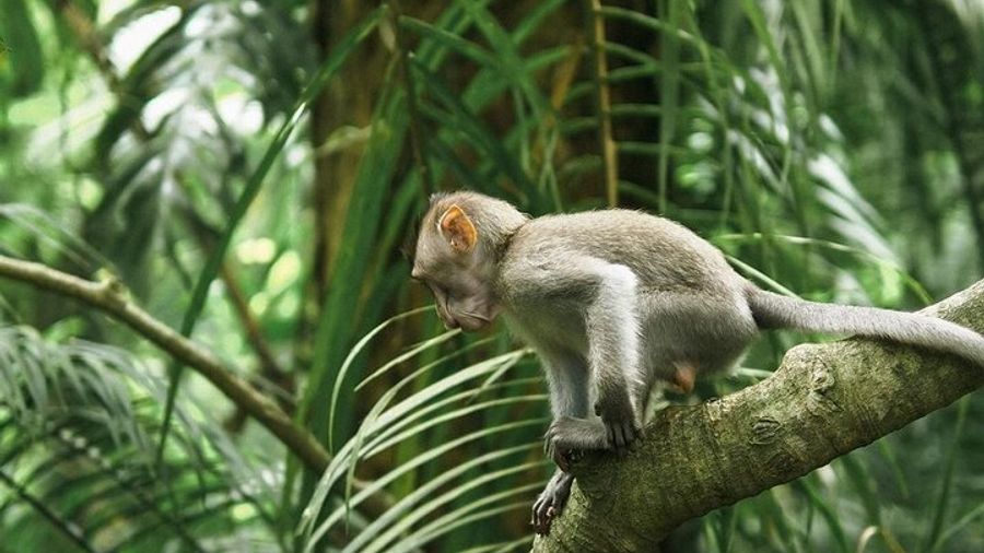 Bali Private Full-Day Customizable Highlights Tour