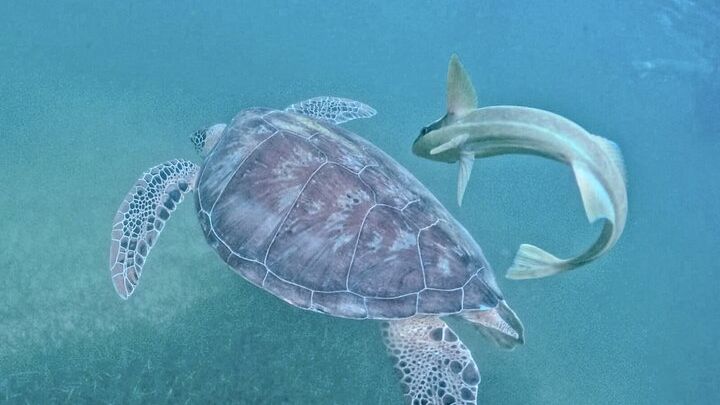 Akumal turtles sanctuary and go pro photos