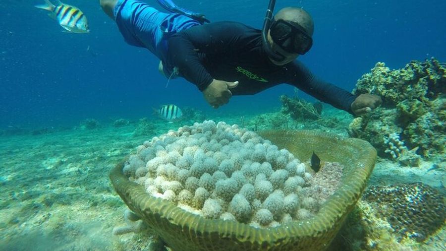 Cozumel Private Half-Day El Cielo Boat Tour with Snorkeling