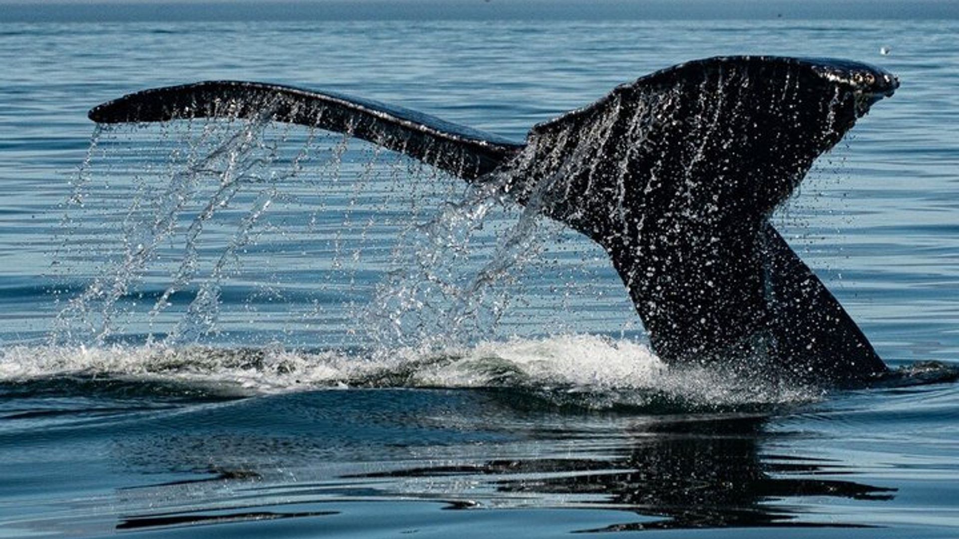 Observation des baleines dans la baie de Monterey semi-privé limité à 6 personnes maximum