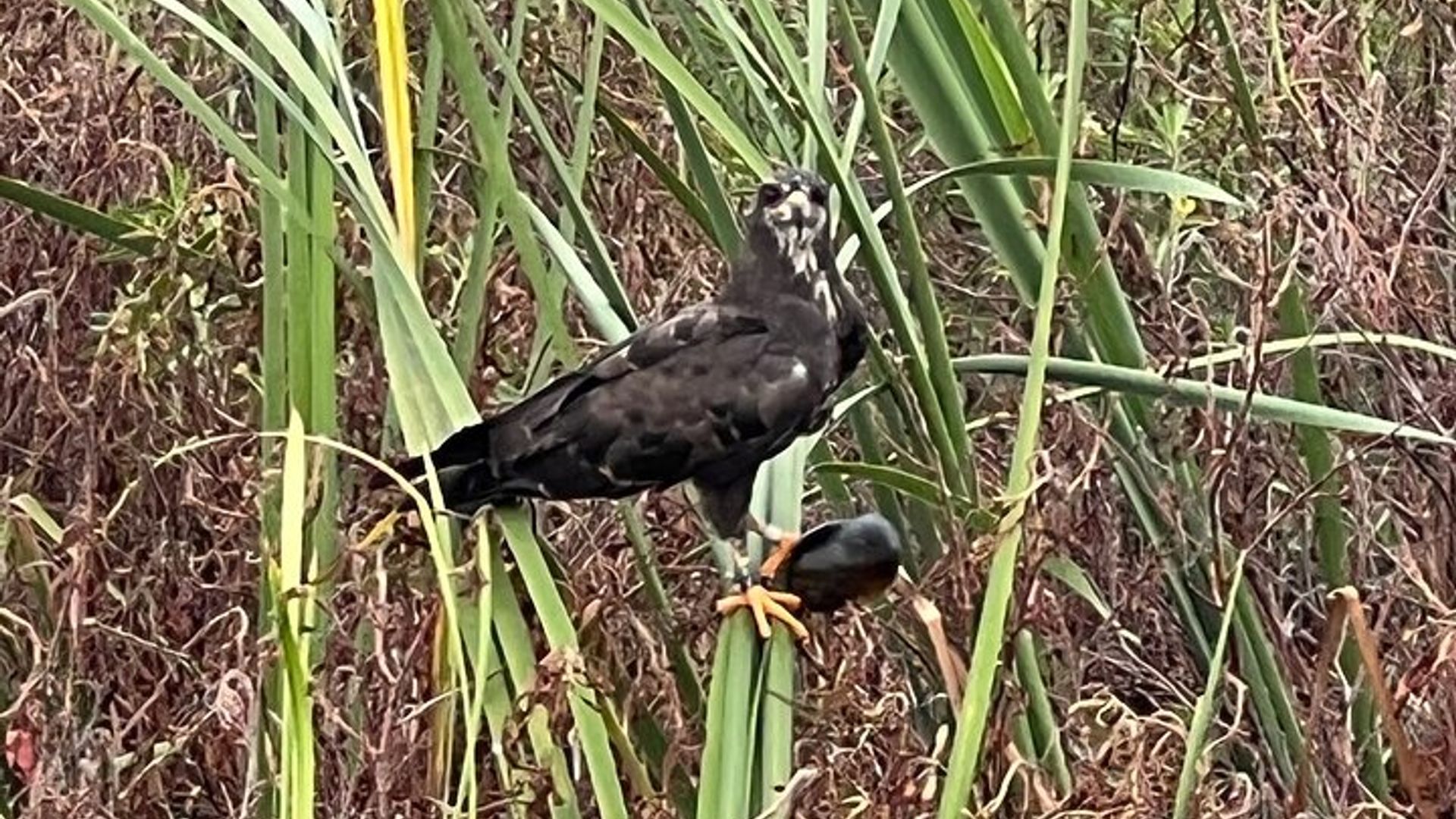 1 Hour Sunset Airboat Tour