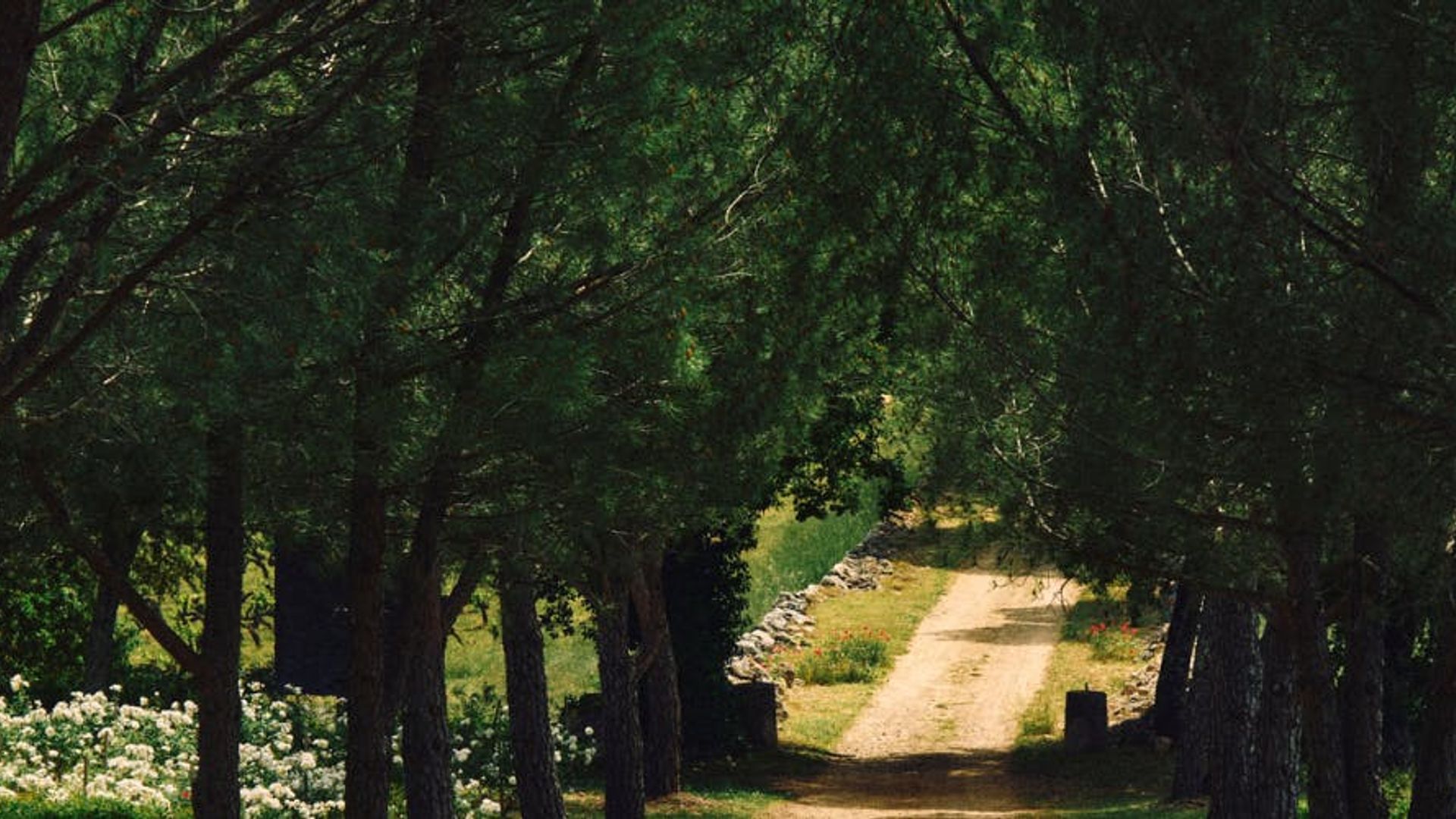 Guided tour of the vineyard and art collection in a buggy