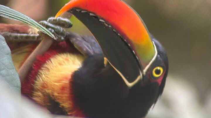 Manuel Antonio Park Guided Tour with Ticket Included Option