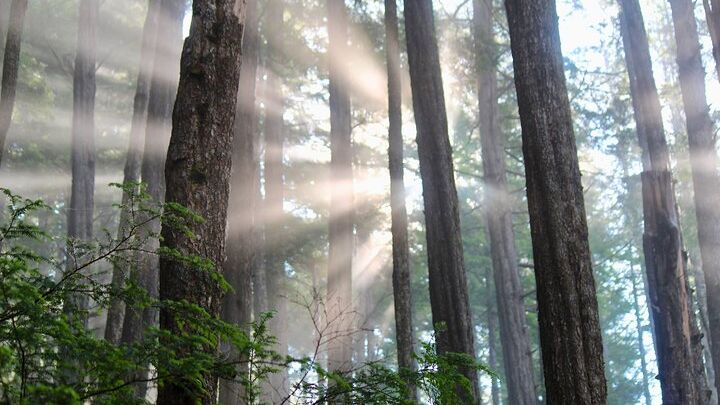 Tongass National Forest Guided Hiking and Wildlife Tour
