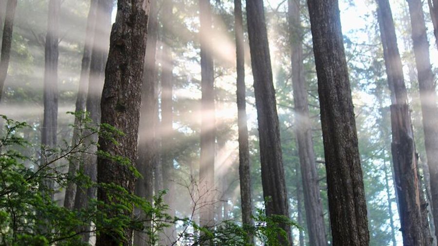 Tongass National Forest Guided Hiking and Wildlife Tour