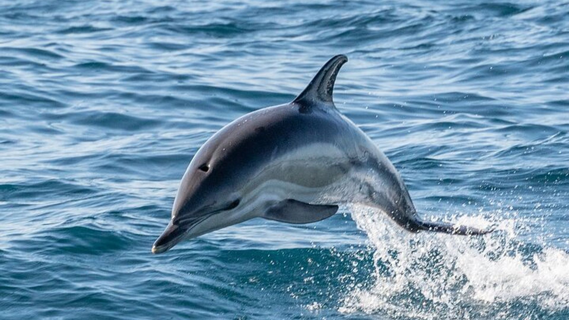 Basque Country: Small-Group Cetacean Boat Tour