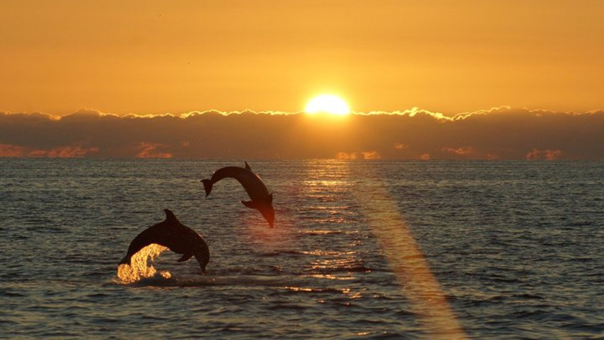SeaQuest Sunset Dolphin Cruise à Destin