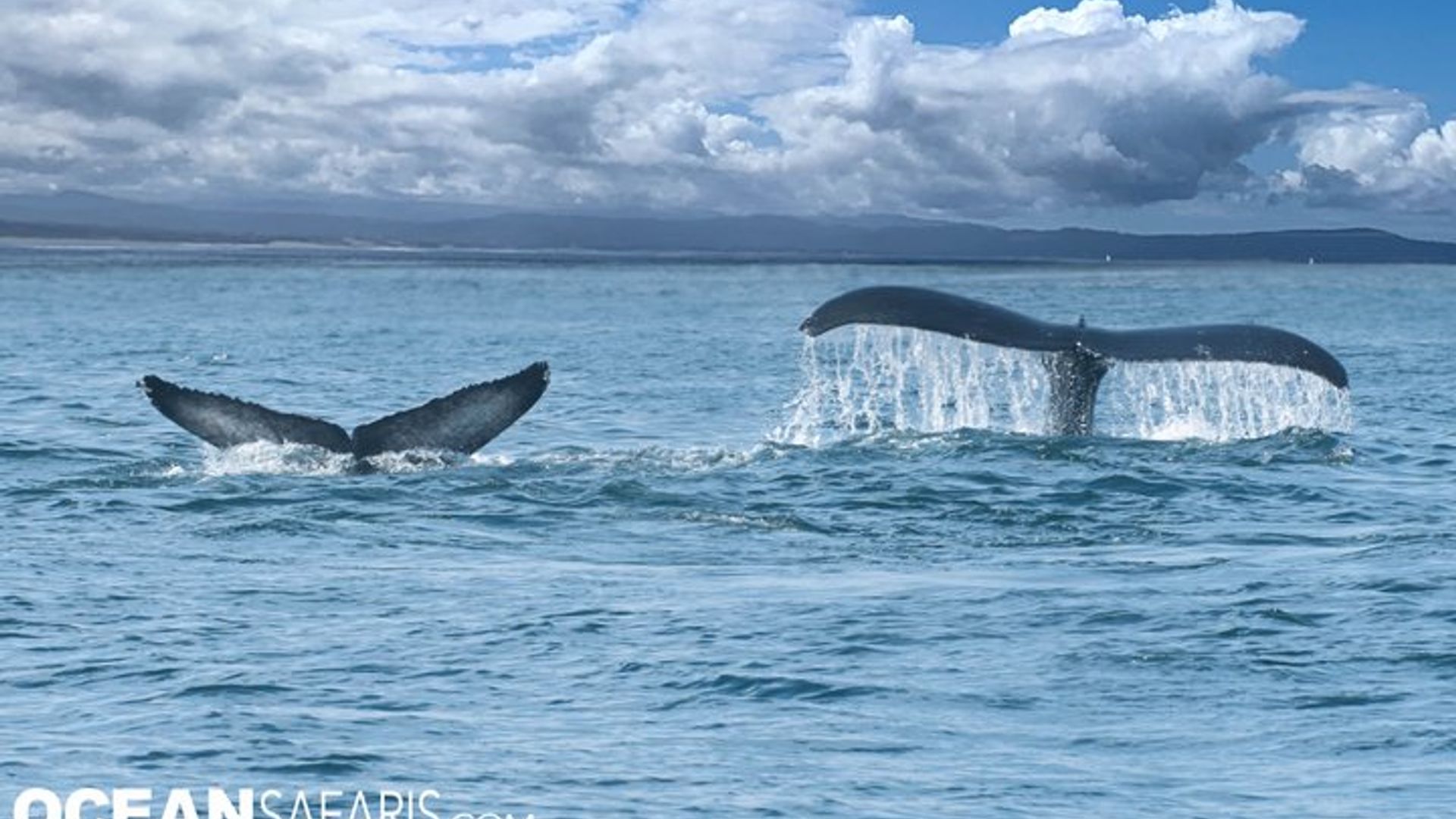 Observation des baleines dans la baie de Monterey semi-privé limité à 6 personnes maximum