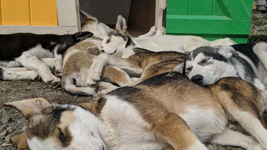 Skagway, Yukon and British Columbia Tour and Puppy Play