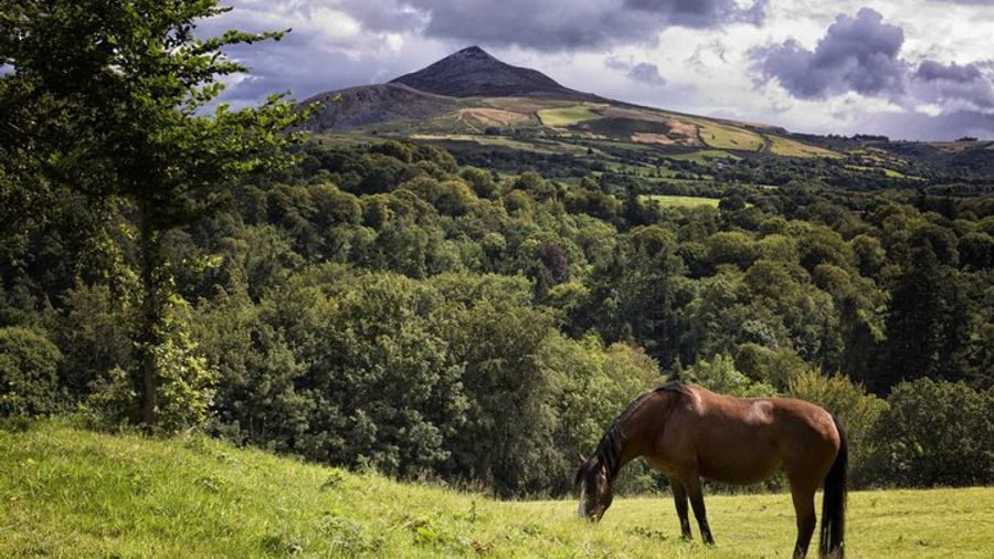 Wicklow and Glendalough Private Tour from Dublin