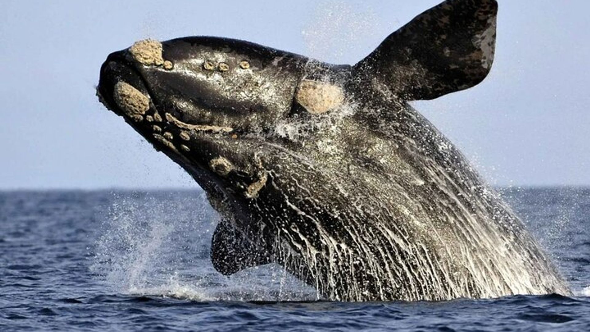 Cape Town: Whale-Watching Experience