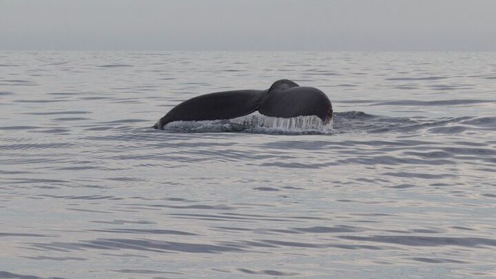 San Jose del Cabo Whale Watching Tour With Guarantee