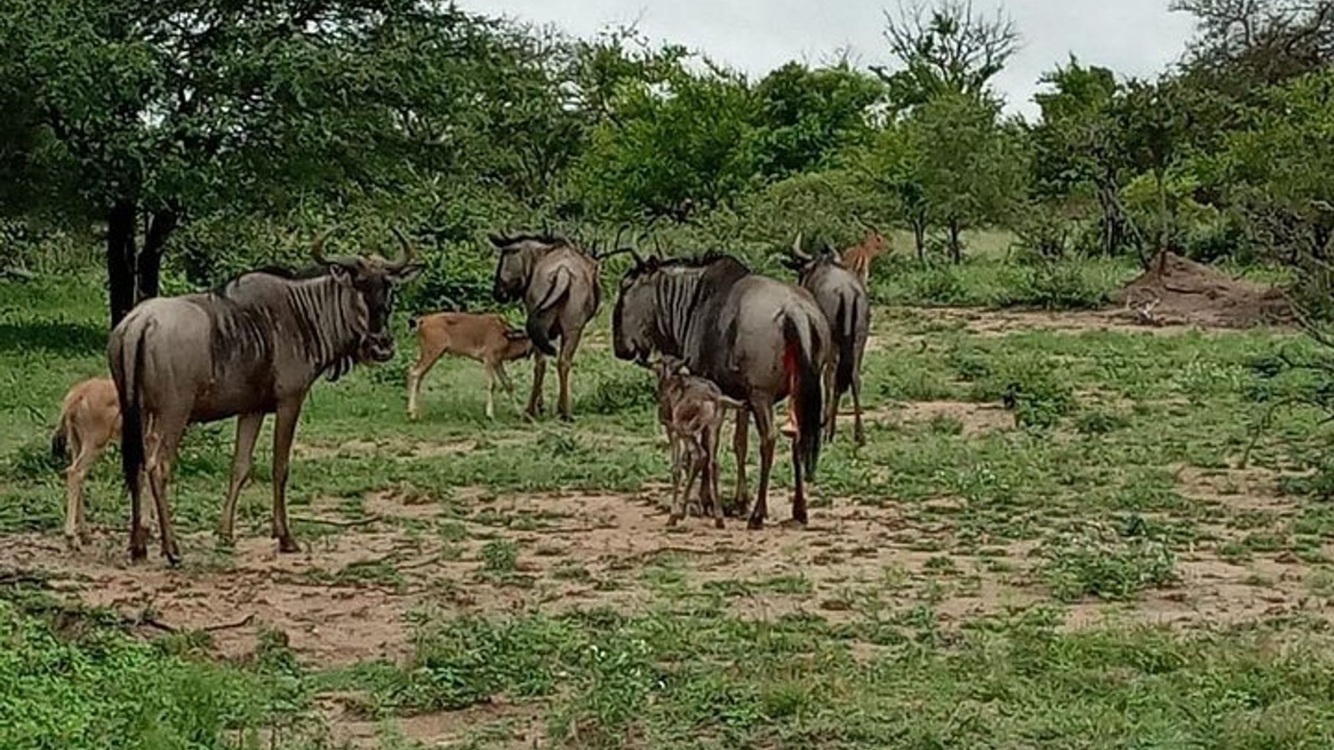 3-Day Kruger National Park Explorer
