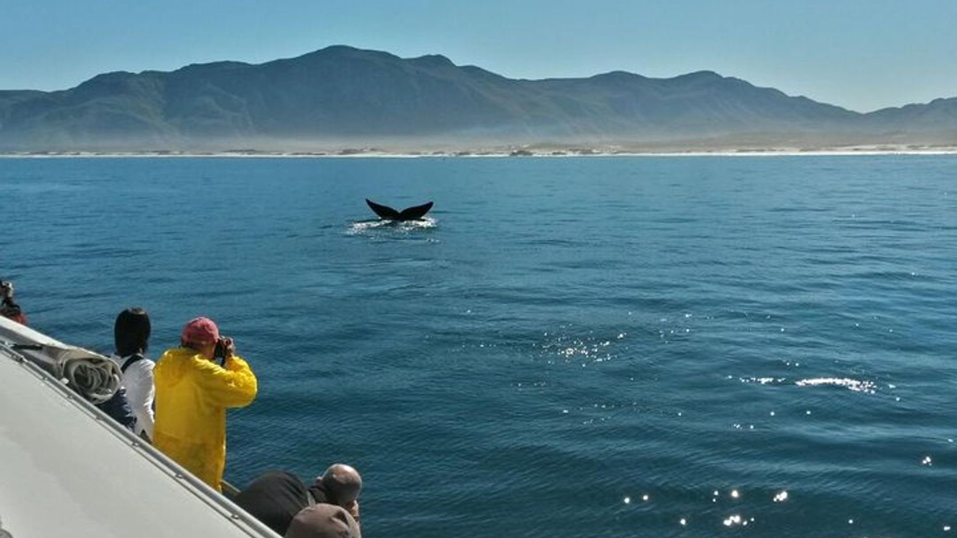 Hermanus Whale Watching and Wine: Private Tour from Cape Town