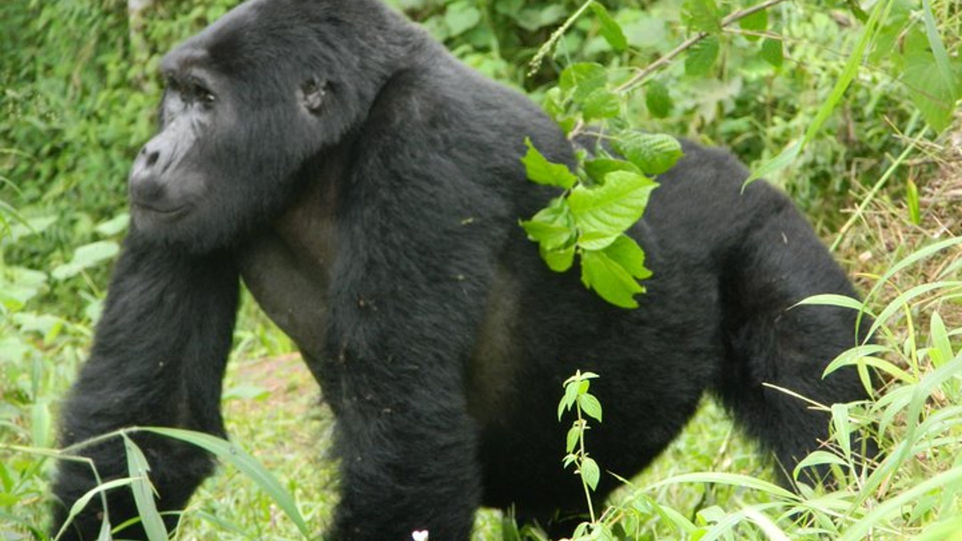 3 days Gorilla Trekking in Bwindi Inpenetrable national Park