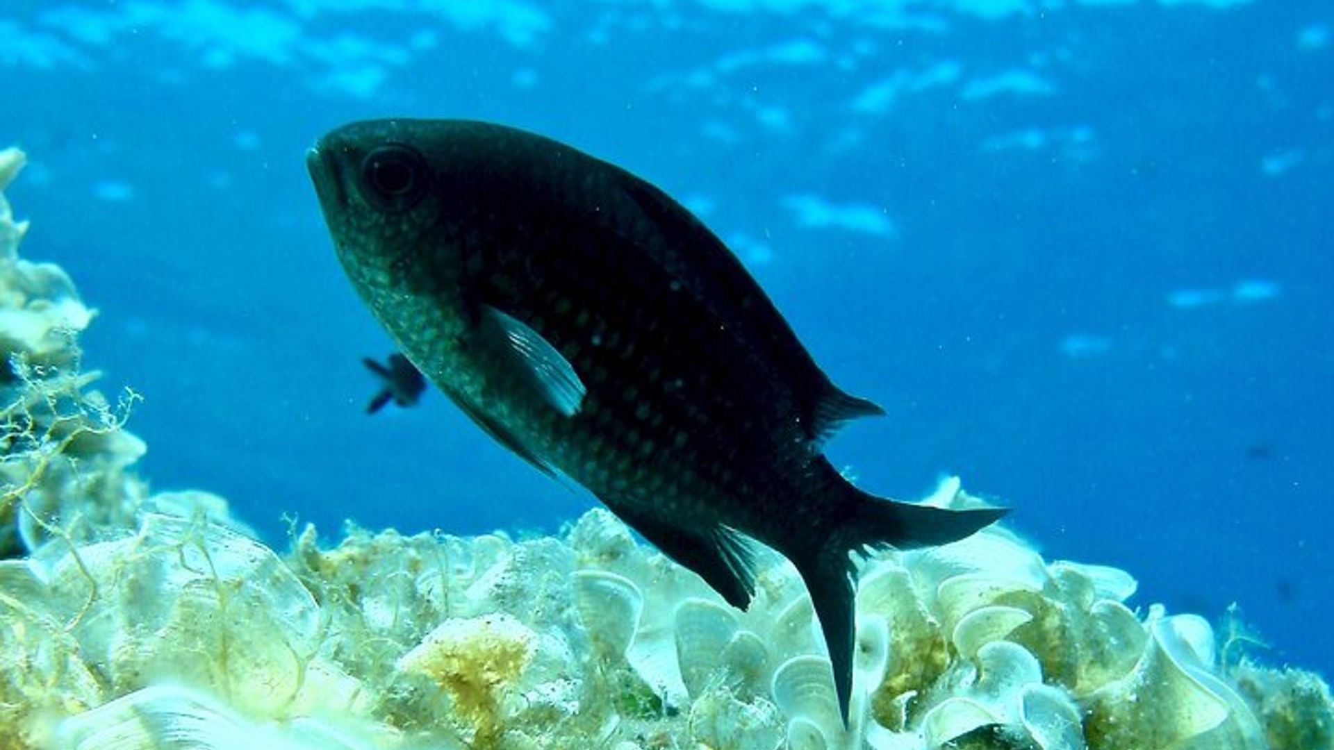 Aventura submarina con bautismo de mar en la isla de Elba