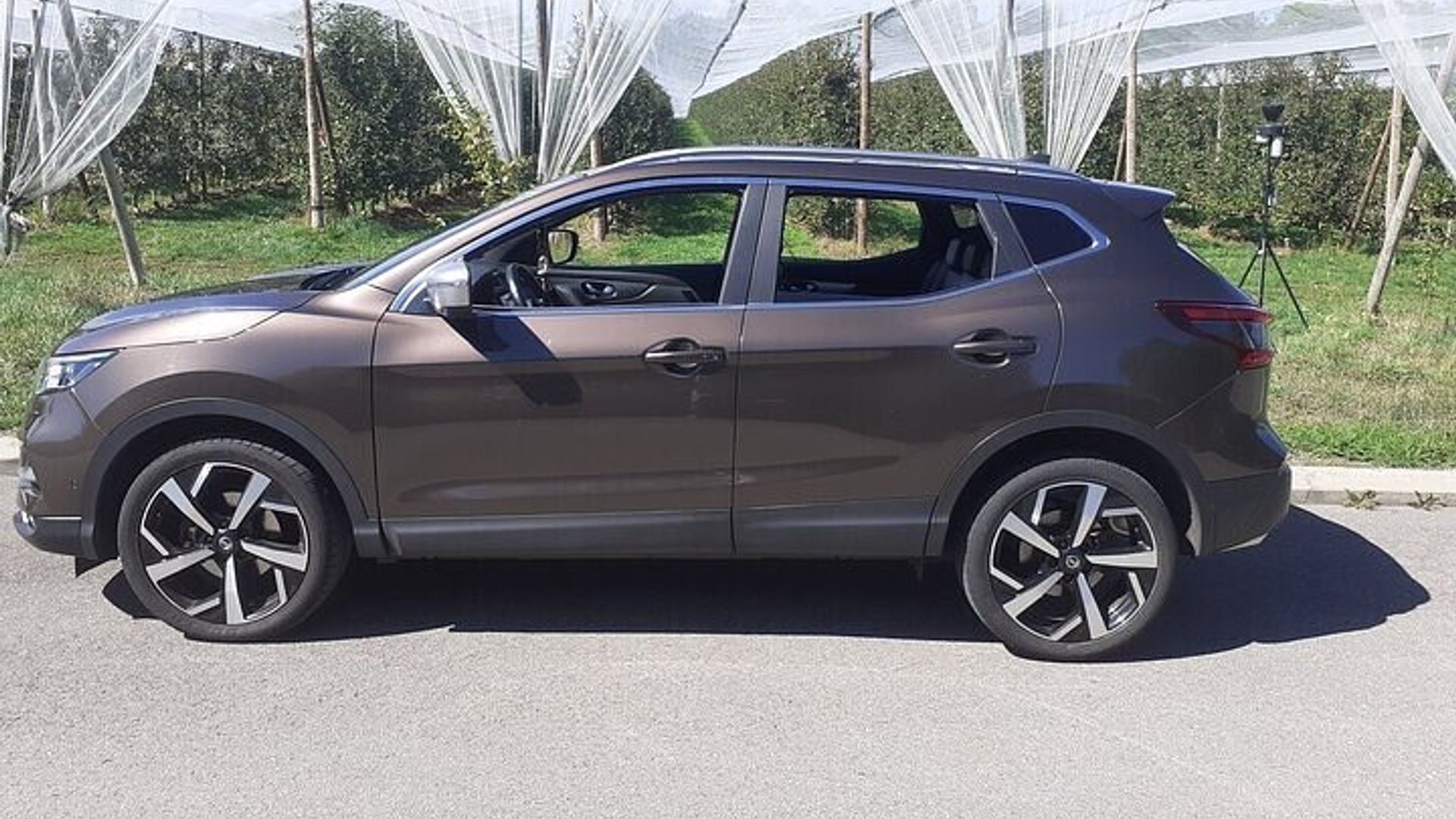 Treffen Sie die Bernhardinerhunde in den Schweizer Alpen mit Waldspaziergang