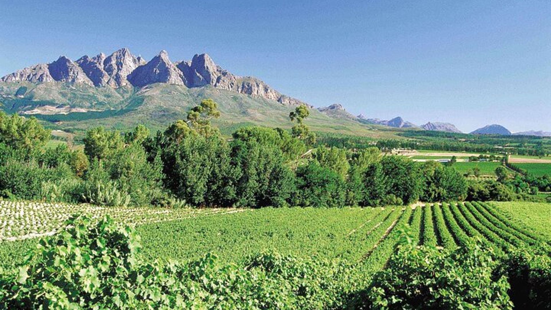 Excursión de medio día a Stellenbosch Winelands desde Ciudad del Cabo