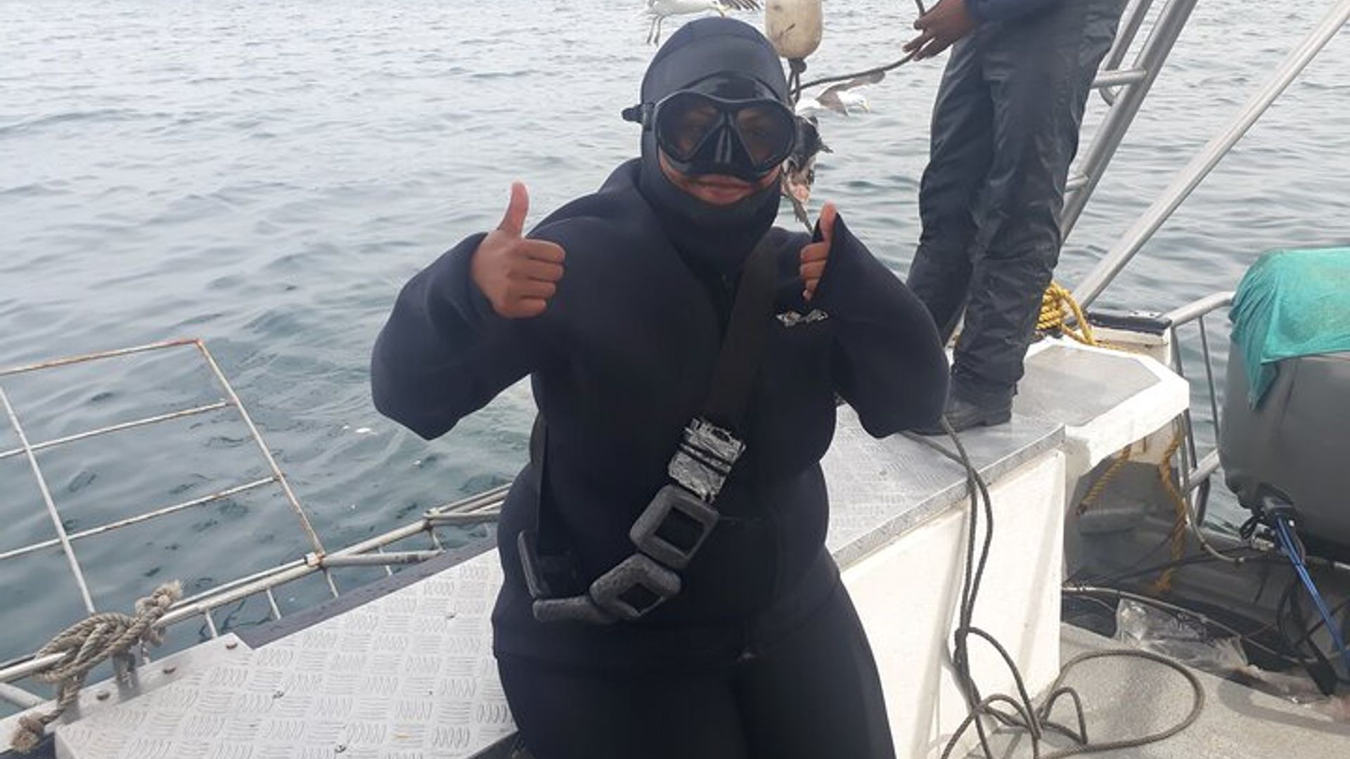 Plongée en cage de requin