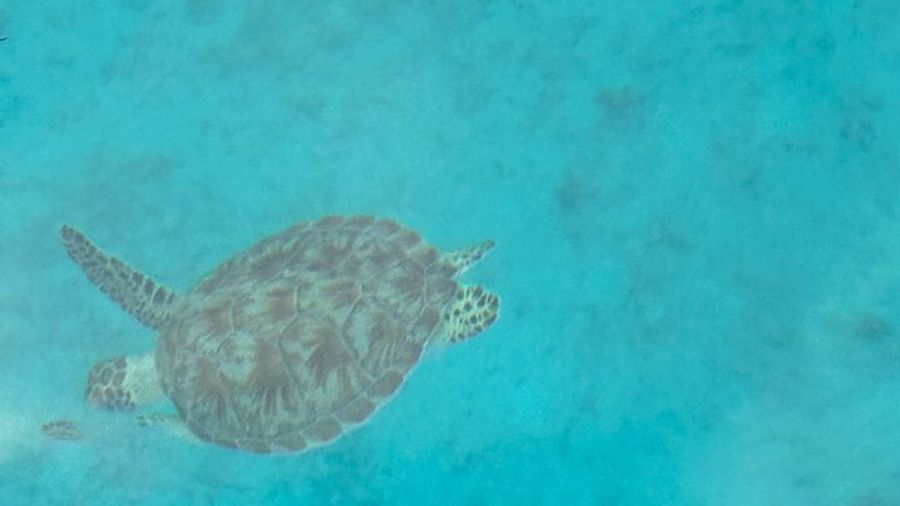 Fajaro Islands Half-Day Snorkel and Beach Tour With Snacks